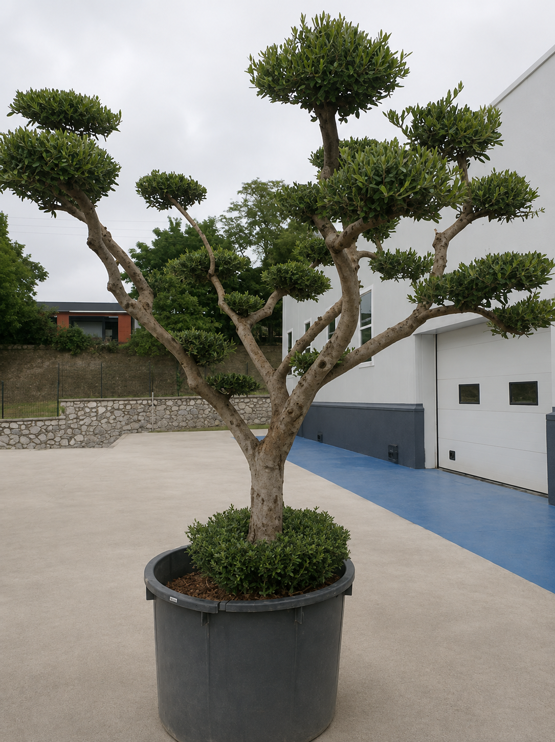 Olea